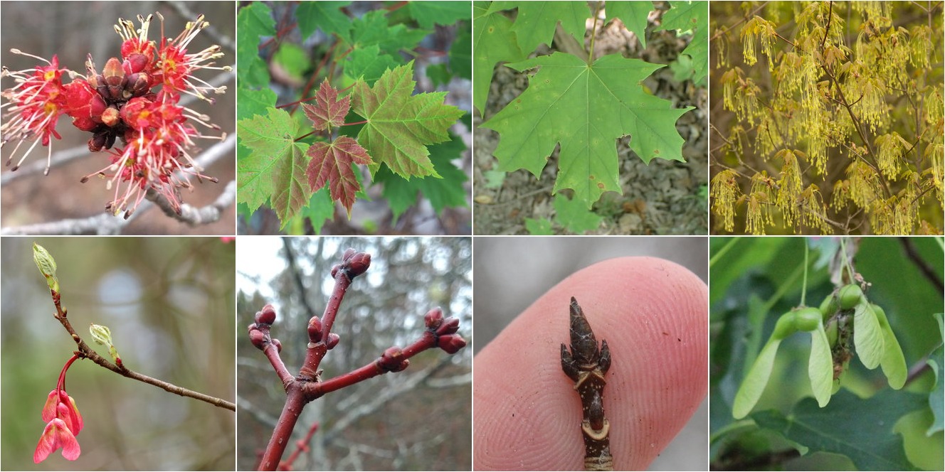collage of Red Maple and Sugar Maple