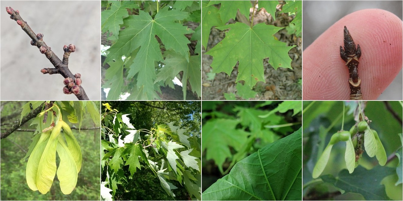 Silver Maple Vs Sugar Maple Identification Bplant