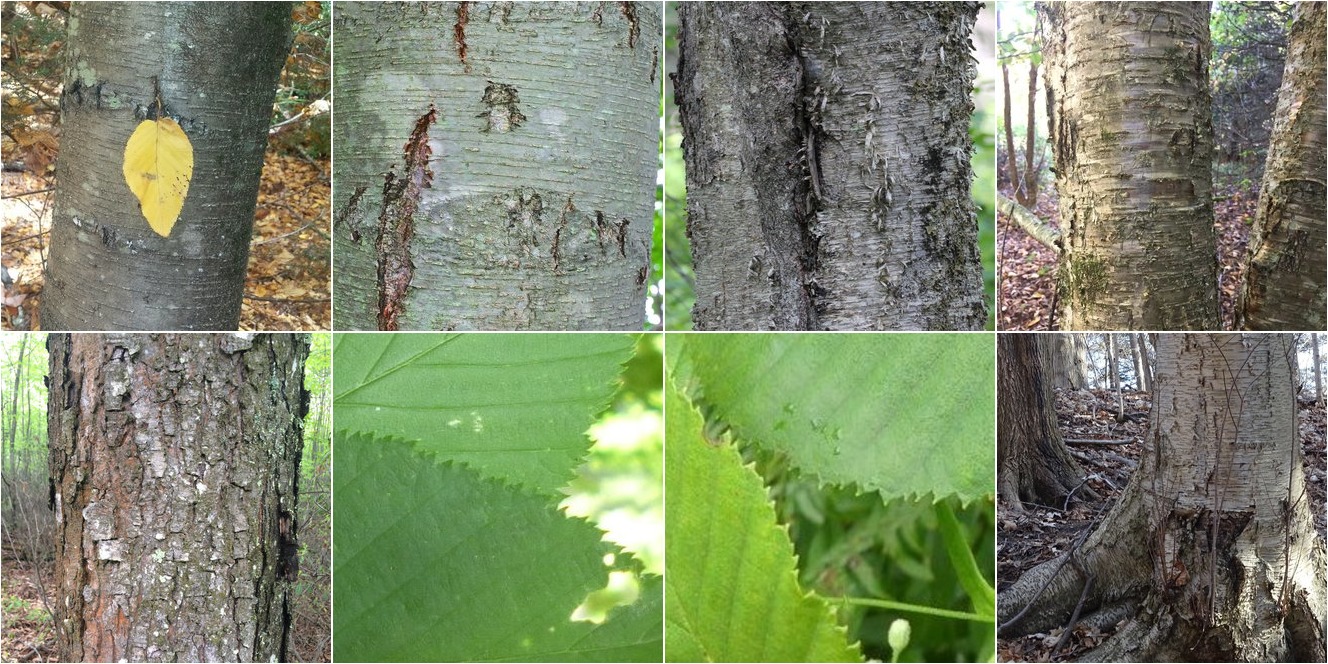 collage of Sweet Birch and Yellow Birch