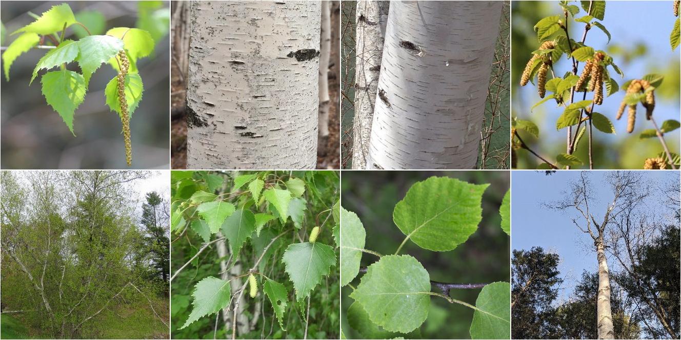 collage of Gray Birch and Paper Birch