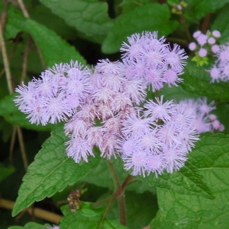 Blue Mistflower