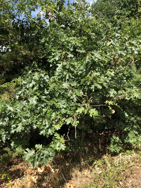branches showing lots of black oak leaves: shiny, broad, rather sharply lobed