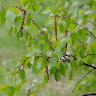 thumbnail of European White Birch