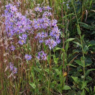 Smooth Blue Aster