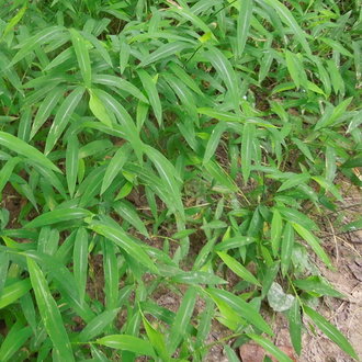 thumbnail of Japanese Stiltgrass