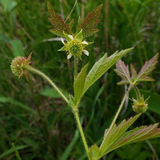 Rough Avens