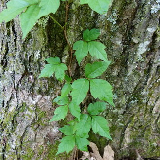 Virginia Creeper vs Boston Ivy: What's the Difference? - A-Z Animals