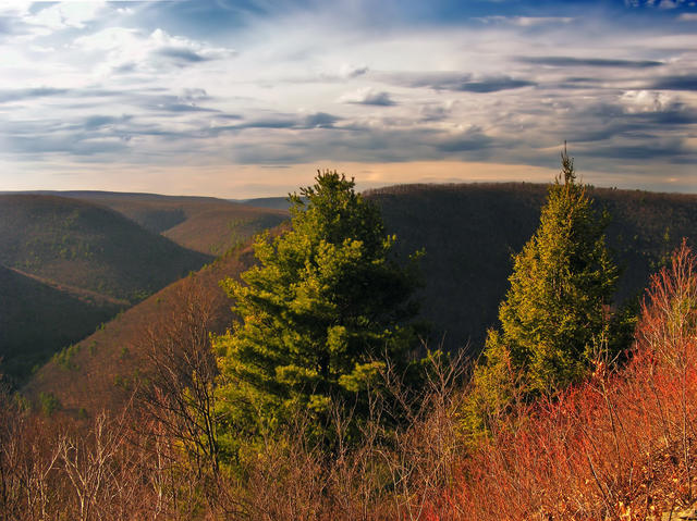 Two conifers in front of a landscape of ridges with deep slopes descending into valleys, reddish brown in winter colors.