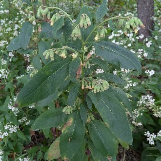 Nodding Rattlesnakeroot