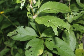 a plant with broad, whorled leaves showing extensive insect damage, with many chunks taken out of it