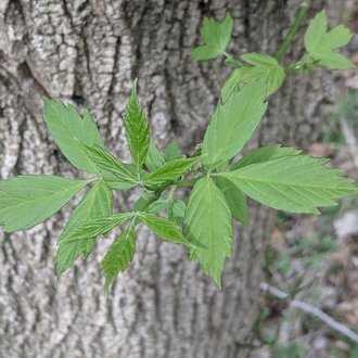 a twig and several trifoliate leaflets sprouting from a thick tree trunk with light gray, furrowed bark