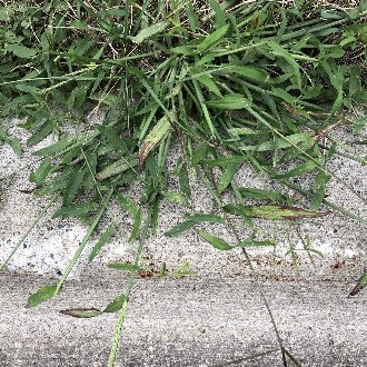 Hairy Crabgrass