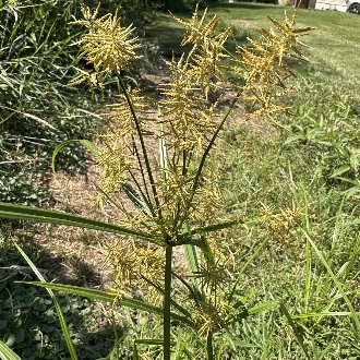 Yellow Nutsedge