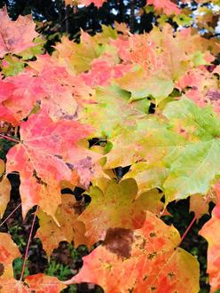 maple leaves turning colors, rangin from pale green through yellow, orange, and bright red, many colors on the same leaf