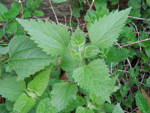 plant with triangular leaves with coarsely serrated margins, arranged in whorls of three along the stem