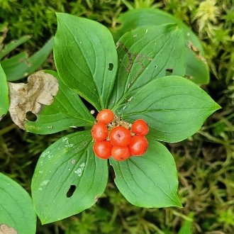 Bunchberry Dogwood