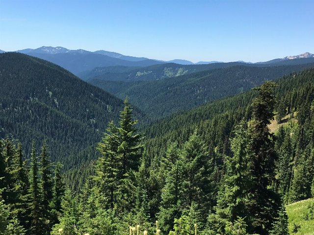Steep mountains covered in coniferous forest, coniferous trees in the foreground, under blue skies