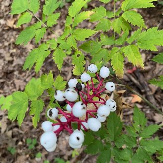 White Baneberry