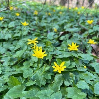 thumbnail of Lesser Celandine