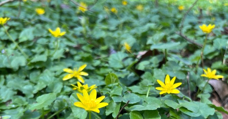 Lesser Celandine