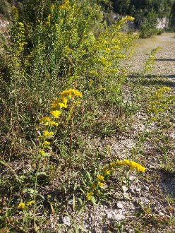 gray goldenrod plants in bloom on the edge of a gravely road