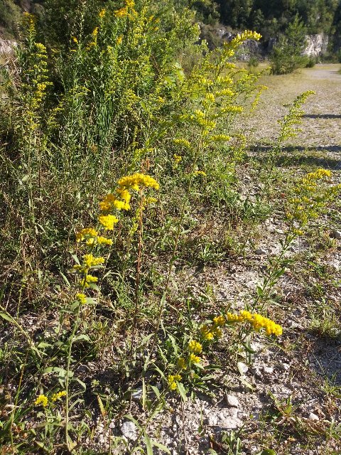 gray goldenrod plants in bloom on the edge of a gravely road