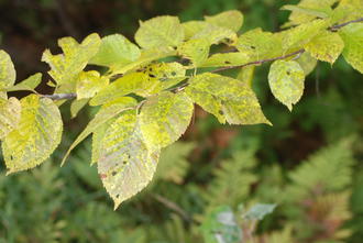 yellowish leaves with brownish splotches, with finely-serrated margins, along a branch
