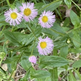 Philadelphia Fleabane