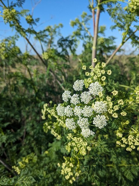 lacy white flowerhead with many tiny flowers, more unopened flowerheads behind, and finely-cut leaves