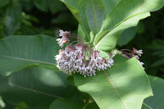drooping cluster of patterned white flowers with pinkish bases, against broad simple green leaves with pinkish veins