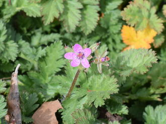 Redstem Stork's Bill