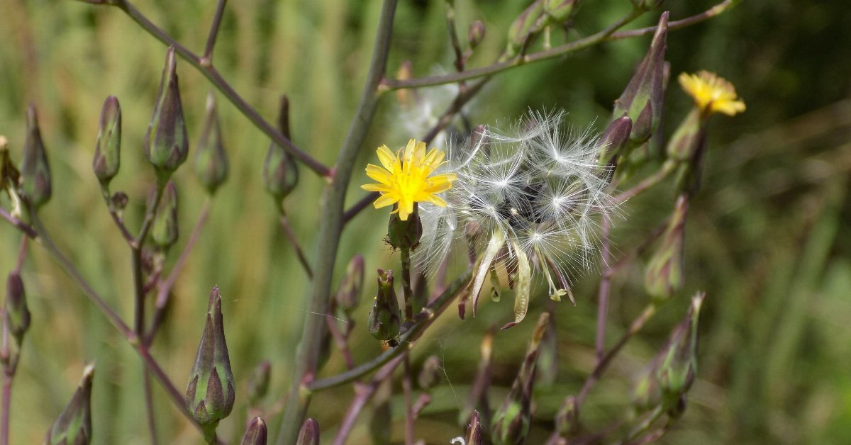 American Wild Lettuce