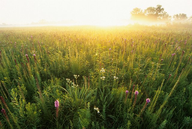 tallgrass prairie with numerous plants growing densely together, some flowering
