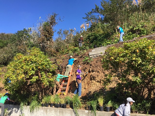 A group of people planting plants on a steep hillside.