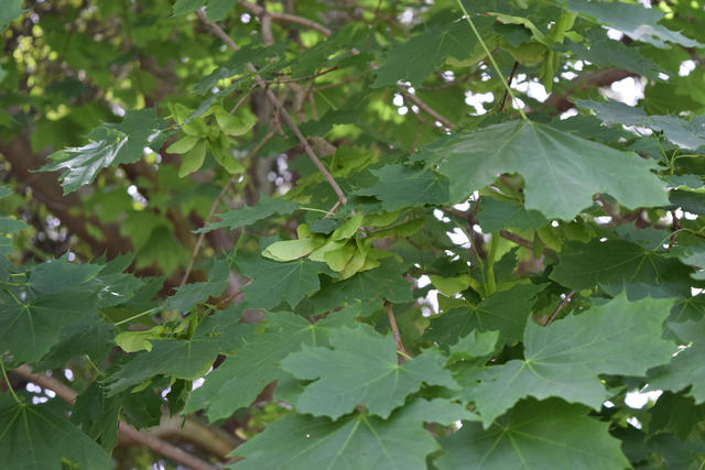 maple tree foliage with broad, dark green, pointy leaves, green samaras behind