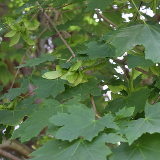 maple tree foliage with broad, dark green, pointy leaves, green samaras behind