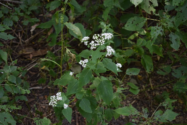 plant with opposite leaves and bright white flower clusters standing out against a dark, weedy forested background