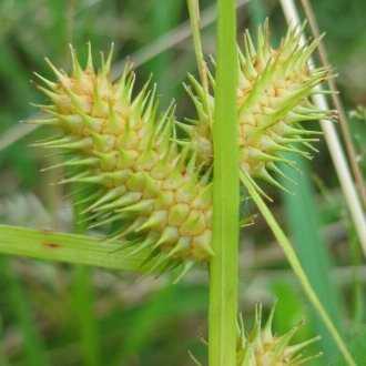 thumbnail of Sallow Sedge