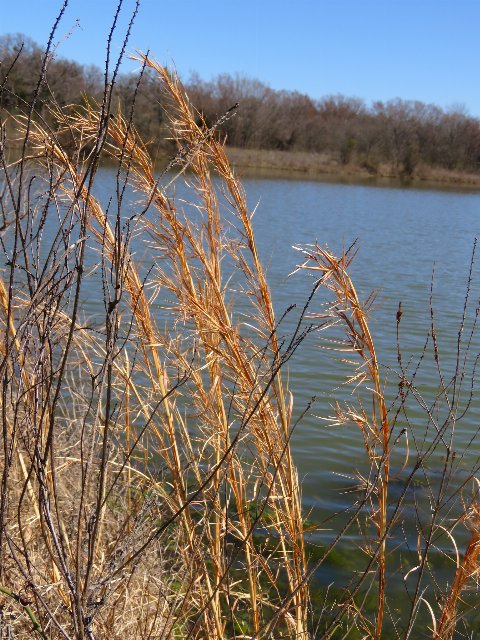 some reddish-copper colored dead grass stems all leaning to the left, with water behind