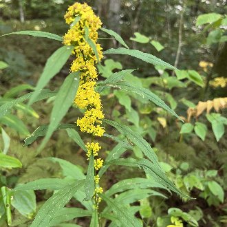 thumbnail of Mountain Decumbent Goldenrod