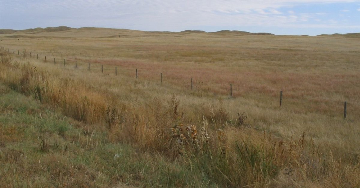 a landscape covered with uniform-looking dry grasslands, with a single fence visible, hills in the distance