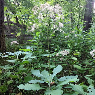 Sweetscented Joe Pye Weed