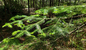 branches of a conifer covered in flat rows of deep green needles, illuminated by sunlight, in a shady coniferous forest