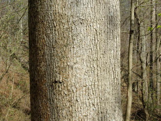 closeup of a straight tree trunk in a forest, the bark gray and with very fine vertical ridges, slightly cracked