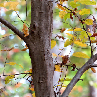 American Hornbeam