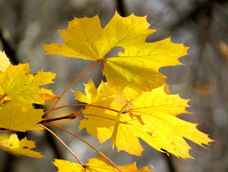 maple leaves with sharply pointed edges, showing a uniform intense yellow color, and reddish stems