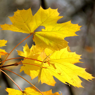 Norway Maple Vs Red Maple Identification Bplant Org