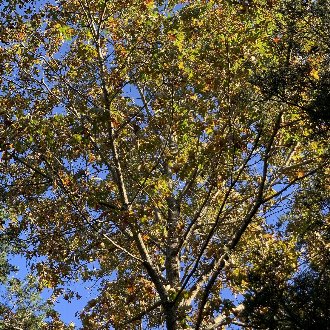Willdenow's Oak