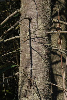 A straight, gray tree trunk with smooth bark, horizontal rows of small marks, and numerous small side branches