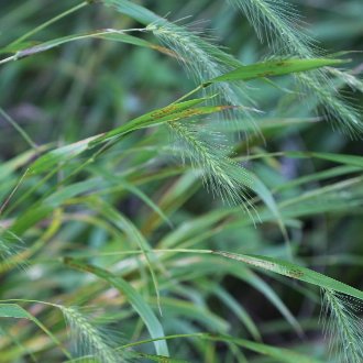 thumbnail of Silky Wild Rye